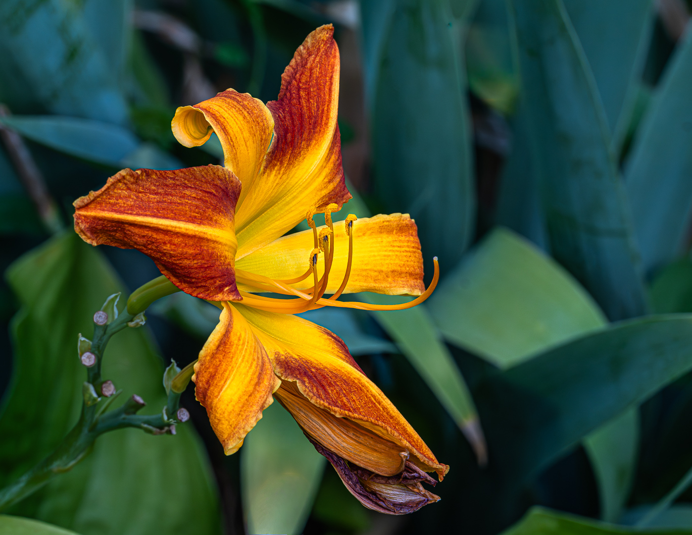 Vibrant Tiger Lily by Mary Ellen Rescek (Group 24)